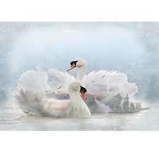 Hoffman, Call of The Wild, S4810-311, Swan