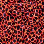 Quilting Treasures Giraffe Safari, 29549-R, ,