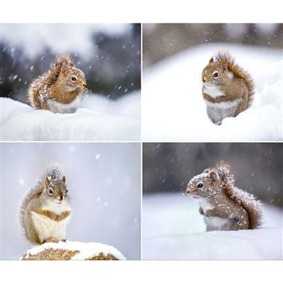 Clothworks Textiles Secret Life Of Squi, 4220-116, Mist Gray, Nancy Rose