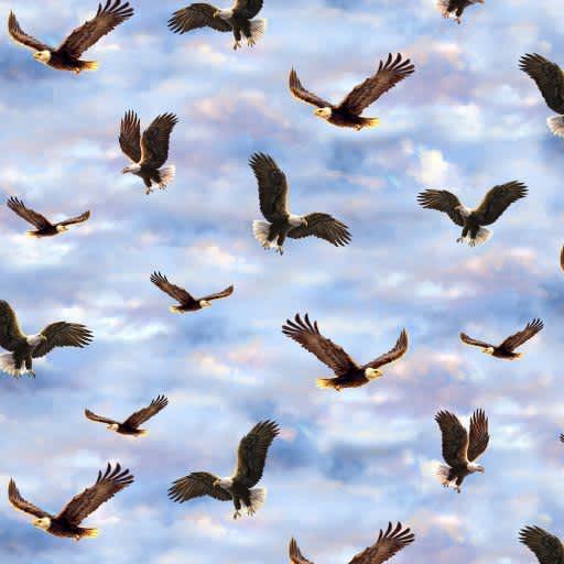 Flying Bald Eagles, DONA-C6732-SKY, Sky