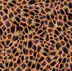 Quilting Treasures Giraffe Safari, 29549-A, ,