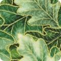 Robert Kaufman Sweet Pumpkin Spice, SRKM-22321-385, Eucalyptus,