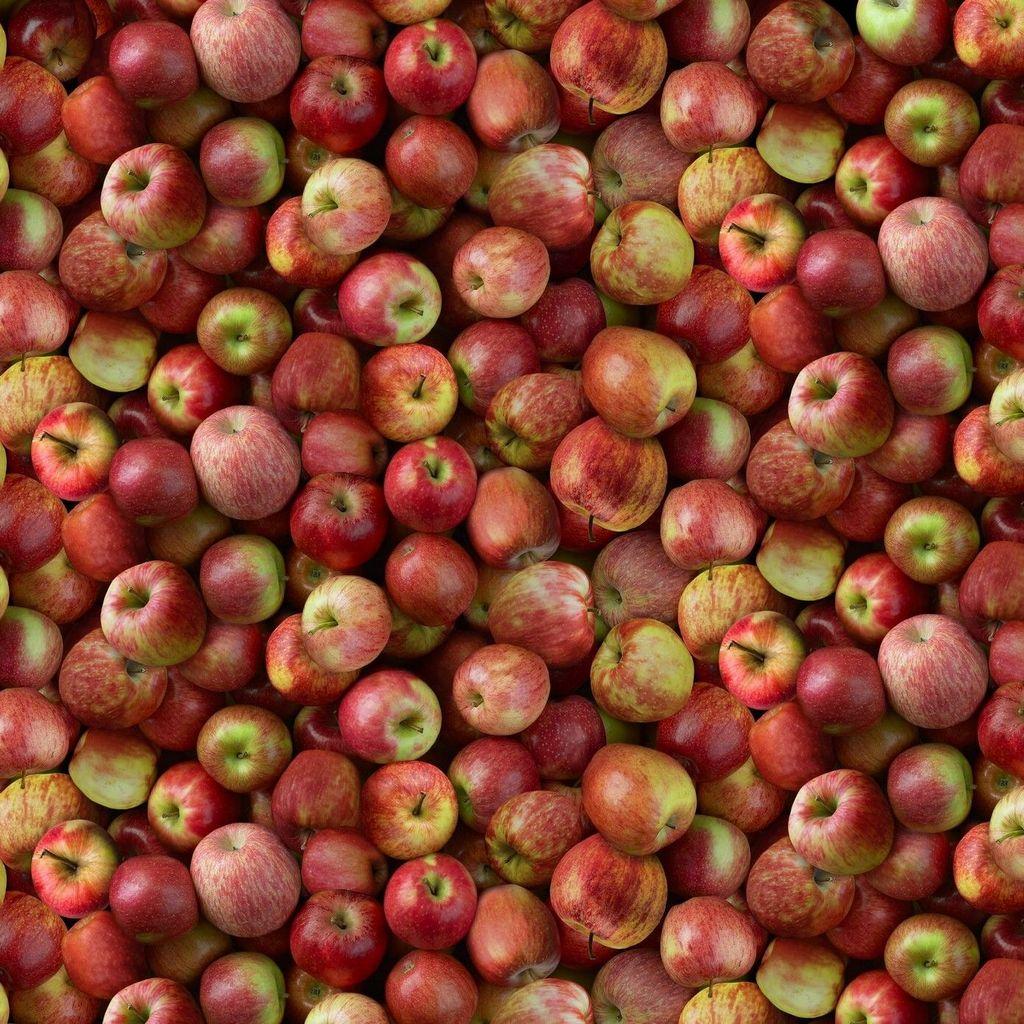 Timeless Treasures Cider Season, FRUIT-CD2942, Red,